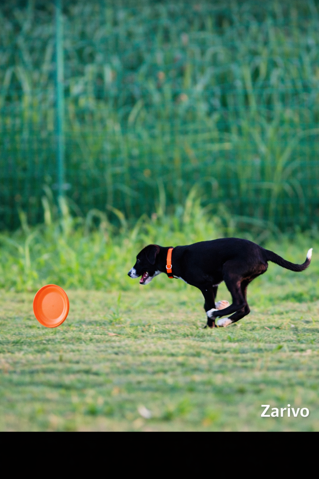 Hunde-Trainingsscheibe